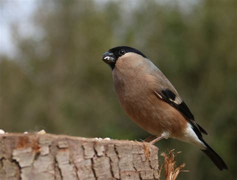 Images Gratuites La Nature Branche Oiseau Femelle Faune