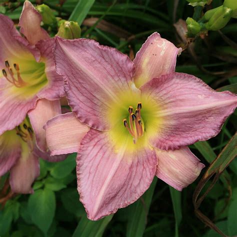 Ilonka Daylily Oakes Daylilies