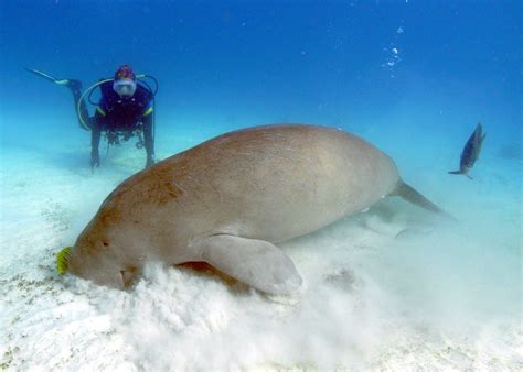 Dugong Watching Discovery Fleet Liveaboard Philippines