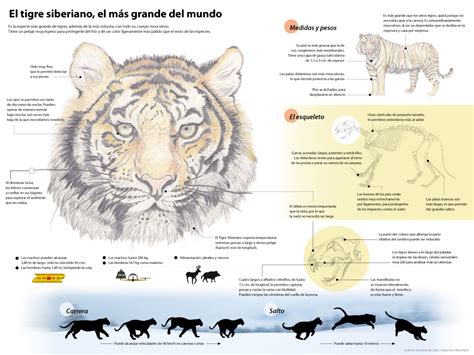 Tigre Siberiano