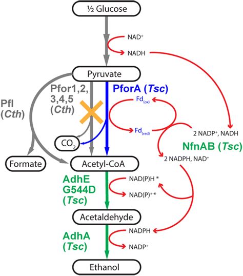 Pyruvate To Ethanol Production In C Thermocellum Using The T