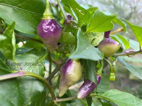 Rare New Purple Condor S Beak Hot Chile Pepper 10 Seeds Heavy Yields Ebay