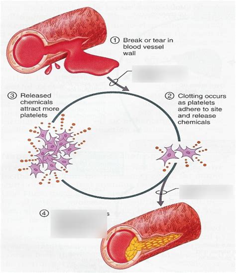 Positive feedback regulating blood clotting Diagram | Quizlet