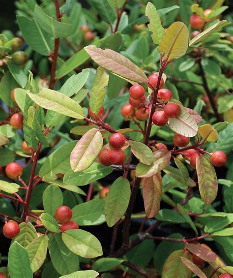 Drought Tolerant Shrubs For California Fine Gardening