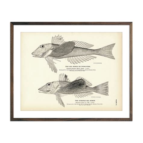 Sea Robin Wing Fish And Striped Sea Robin 1884 Print Muir Way