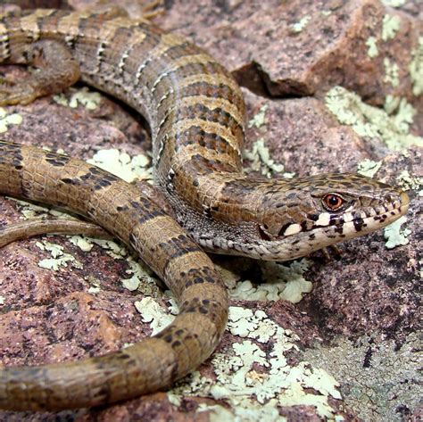 3 Alligator Lizards In California Id Guide Bird Watching Hq