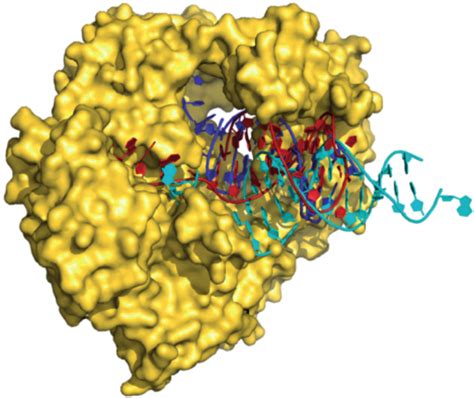 Structure Of Tgo Pol Bound To A Uracil Containing Primer Template Download Scientific Diagram