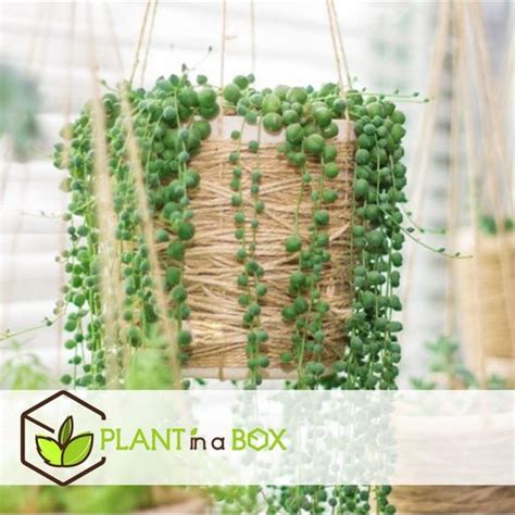 Plant In A Box Senecio Rowleyanus String Of Pearls Hangplant