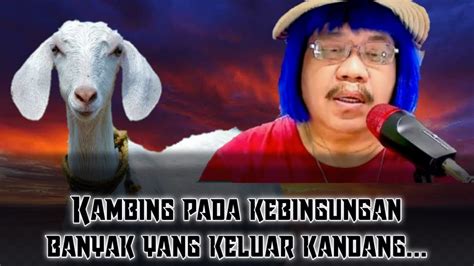 KAMBING PADA KEBINGUNGAN BANYAK YANG KELUAR KANDANG YouTube