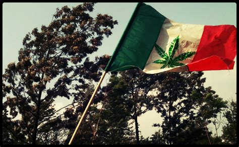 La LegalizaciÓn De La Marihuana En MÉxico Pothead Media