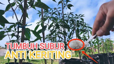 Cara Pemupukan Cabe Usia 3 Minggu Tumbuh Subur And Anti Keriting Youtube