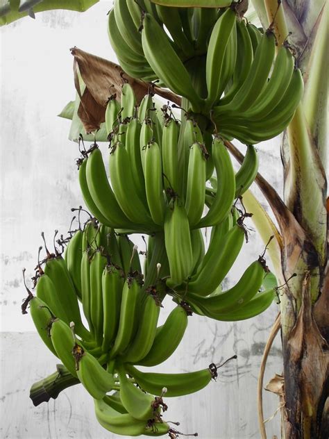 Pisang Raja - Herbalwise Holdings