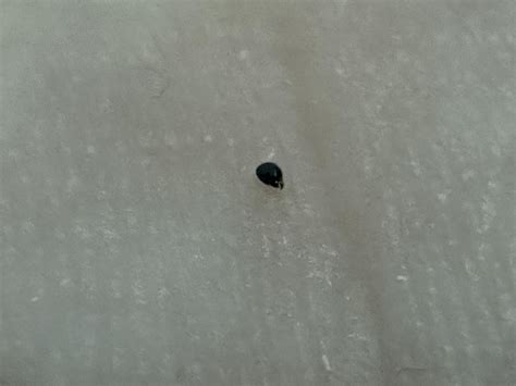 What are these? Fleas? Bed bugs? Left one jumped and right one did not