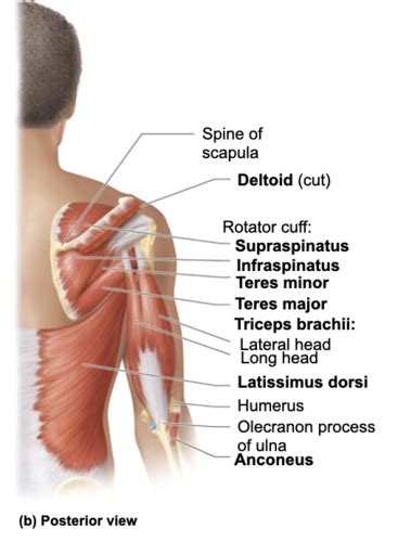 Muscles That Move The Elbow Flashcards Quizlet