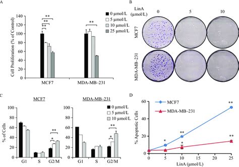 In Vitro Anticancer Activity Of LinA In Breast Cancer Cells Human