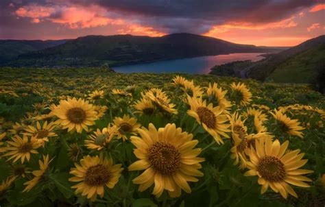 Wallpaper Landscape Sunset Flowers Nature River Hills Oregon