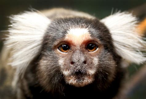 Marmoset Monkey