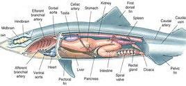 Dogfish Shark Anatomy Diagram