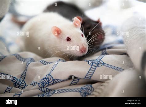 Two Pet Rats Stock Photo Alamy