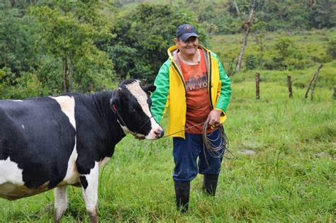 La Ganadería Climáticamente Inteligente Continúa Escalando A Nivel Regional