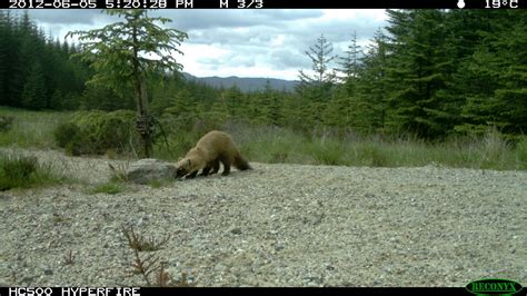 WildCRU and RECaP revealing pine marten habitat use | WildCRU