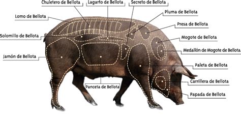 Despiece del cerdo ibérico guía de cortes y piezas FISAN