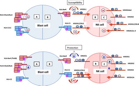 The Most Common Kir And Hla Ligand Associations Observed In