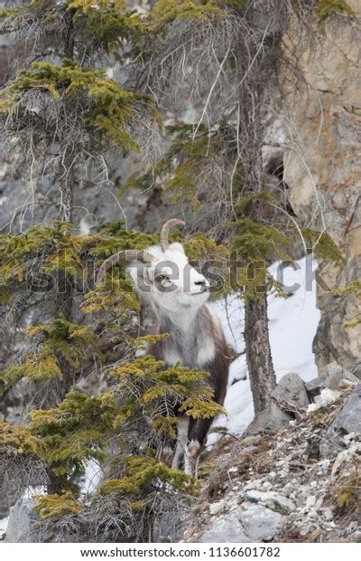 Female Dark Thinhorn Sheep Ovis Dalli Stock Photo Shutterstock