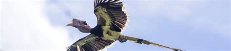 Mapping seizures to aid conservation of imperilled Helmeted Hornbill ...