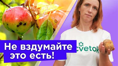 ЕСТЬ ЗАПРЕЩЕНО! ТАКИЕ ЯБЛОКИ И ГРУШИ ОПАСНЫ ДЛЯ ЗДОРОВЬЯ! Вот как ...