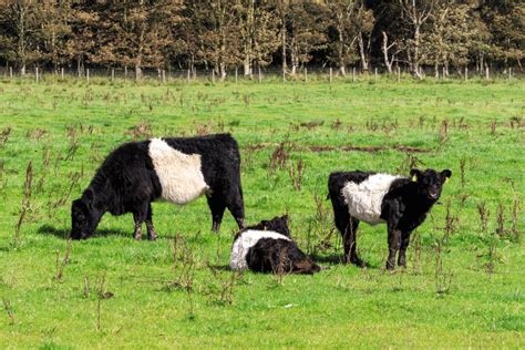 8 Fluffy Cow Breeds You HAVE To See! (Pictures)