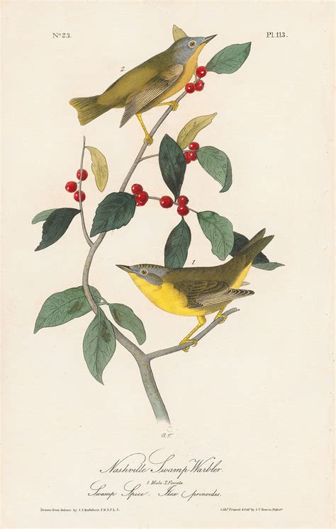 Audubon Octavo Pl Nashville Swamp Warbler By Oppenheimer