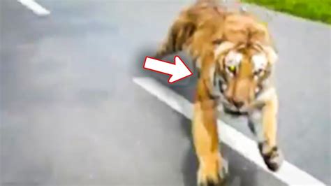 The Most Terrifying Tiger Encounters Of All Time Youtube