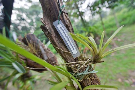 Endau Rompin Selai Johor National Parks