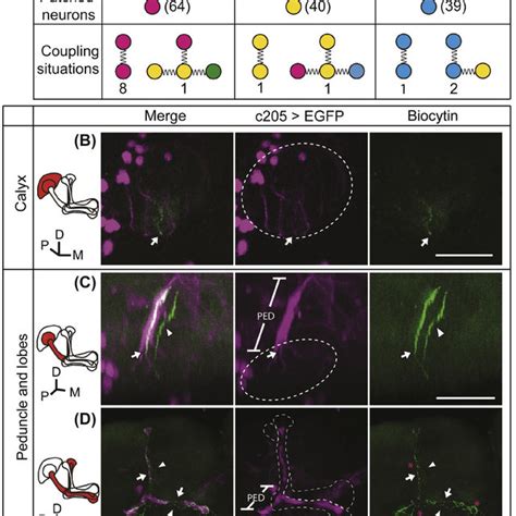 A The Green Fluorescent Protein Gfp Reconstitution Across Synaptic