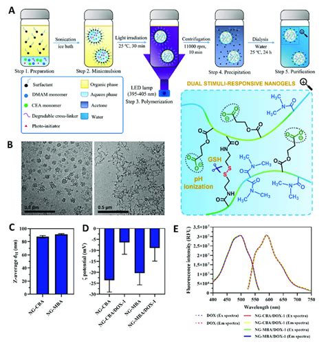 Nanogel Synthesis And Characterization A A Schematic Diagram Of The