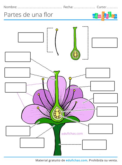 Partes De Una Flor Ficha Con Los Nombres Y Ejercicios PDF GRATIS