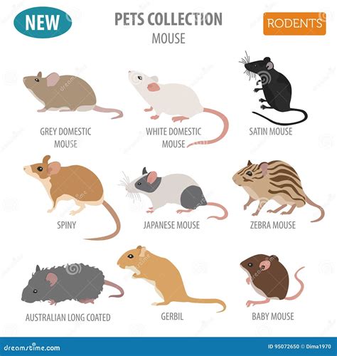 Mice Breeds Icon Set Flat Style Isolated on White. Mouse Rodents Stock Vector - Illustration of ...