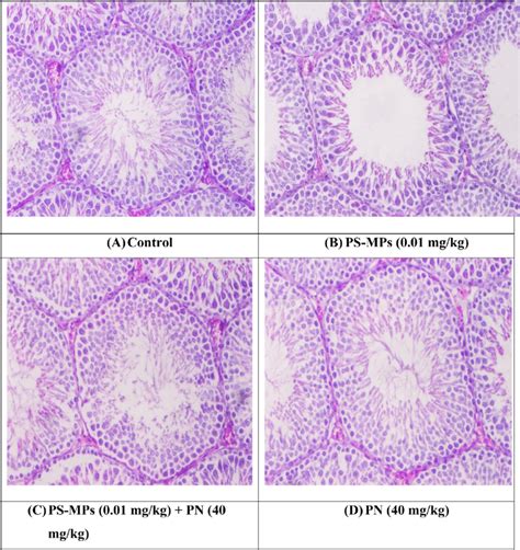 Micro Images Of The Adult Albion Rat Testes H E X A Control