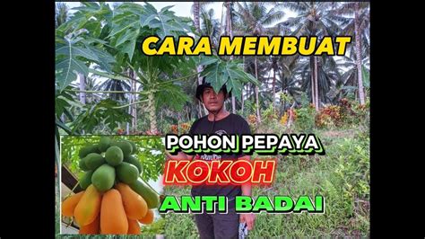 Cara Membuat Pohon Pepaya California Tumbuh Kokoh Berbuah Lebat