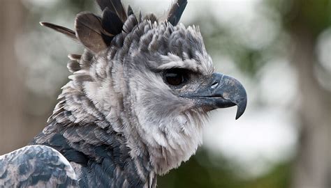 Harpy Eagle San Diego Zoo Kids