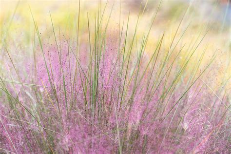 10 Best Ornamental Grasses For Privacy