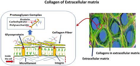 Extracellular Matrix Structure And Function