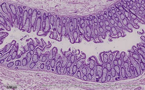 . Histology Slide Download. Magscope.com