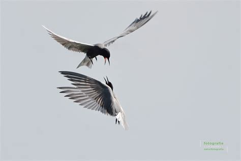 Trauerseeschwalbe Naturfotografie G M Dahmen Bilder Fotos