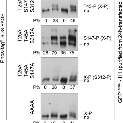 JNK Phosphorylates The Head Domain Of CLIP 170 At T25 T45 And S147 In