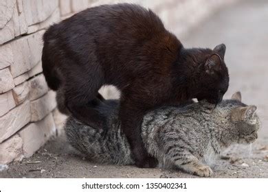 45 Wild Cat Have Sex Images Stock Photos Vectors Shutterstock