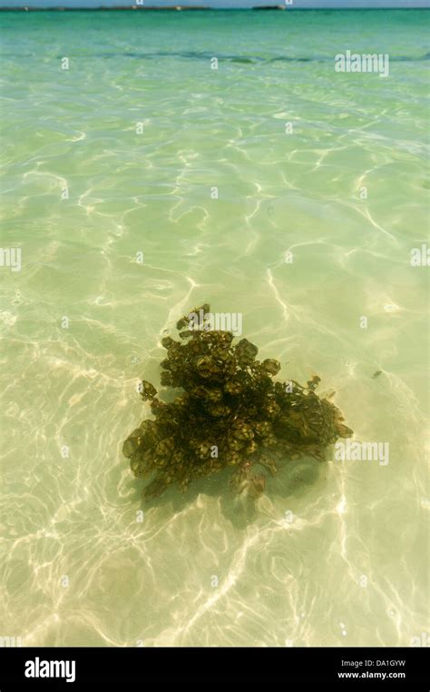 Algae floating in sea Stock Photo - Alamy