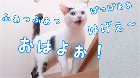 ママと会話してとにかく喋りまくる日のお喋り猫チロさん！！ Youtube