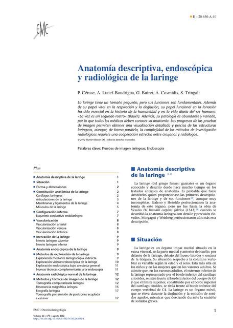 Anatomía Descriptiva Endoscópica Y Radiológica De La Laringe Jhoselyn